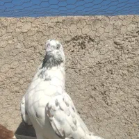 کبوتر پرشی و پلاکی
