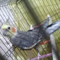 فروش یک عروس  هلندی نر مولد