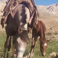 اسب مادیان|اسب و تجهیزات اسبسواری|گرگان, |دیوار