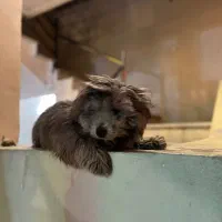 سگ شیتزو|سگ|مشهد, اقبال|دیوار