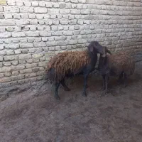 شیشک ابستن به شرط|حیوانات مزرعه|صحنه, |دیوار