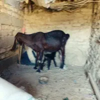 بزفروشی‌باکهرچرایی