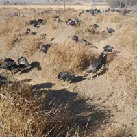 فروش بقلمون