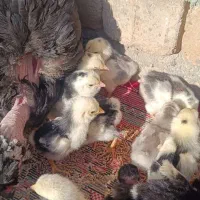 فروش جوجه گلین|حیوانات مزرعه|شیراز, عفیفآباد|دیوار