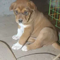 سگ ماده سرابی خراسانی