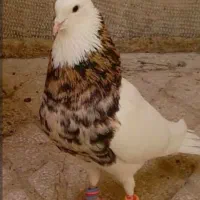 گمشده کبوتر