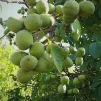 باغ-فروشی