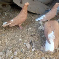 جاده اهواز آبادان روستای دریسیه .معاوضه هم دارم|پرنده|شادگان, |دیوار