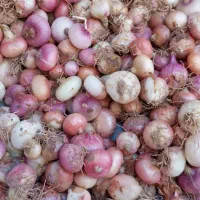 پیاز  ریز شیرین محلی مناسب ترشی پیاز
