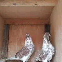 کفتر پروازی وجفتگاهی|پرنده|شفت, |دیوار