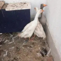 غاز نرو ماده