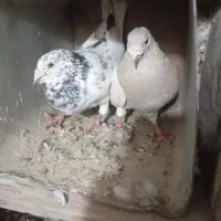 کفتر|پرنده|فیروزه, |دیوار