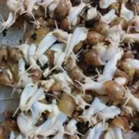 حلزون البینو (طبی) آبرسان و کلاژن ساز