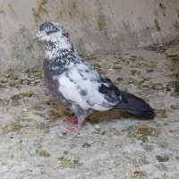 کفتر