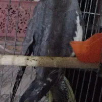 پرنده زینتی|پرنده|بندر دیر, |دیوار