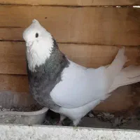 نروماده طوقی معاوضه با گندم