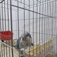 راهب اهلی|پرنده|ارومیه, |دیوار