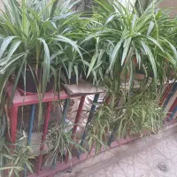 گل گندمی|گل و گیاه طبیعی|تهران, افسریه شمالی|دیوار