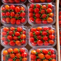 گوجه گیلاسی