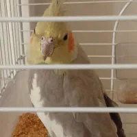 عروس هلندی نرچهارماهه سالم وسرحال