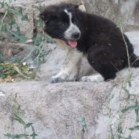 سگ ماده