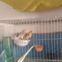 قناری سبز چمنی نر و ماده با دو تا جوجه|پرنده|کرج, کوی امامیه|دیوار