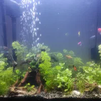 اکواریوم شیشه خم بسیار کم کار