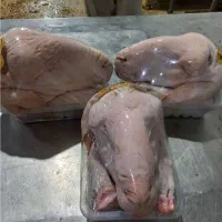 کله پاچه پاچه گوساله جگر گوساله سیرابی گوساله