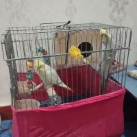 یک جفت عروس هلندی|پرنده|قرچک, باقرآباد|دیوار