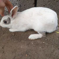 خرگوش نر معاوضه با ماده|موش و خرگوش|خواف, |دیوار