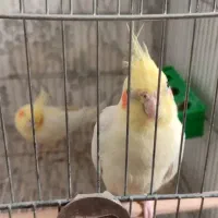 عروس پاریس|پرنده|کارون, |دیوار