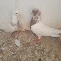 کبوتر کله نر درشت و ماده طوقی پرشی