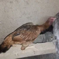 مرغ لاری