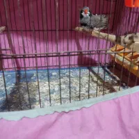 فنچ کینگ|پرنده|مسجد سلیمان, |دیوار