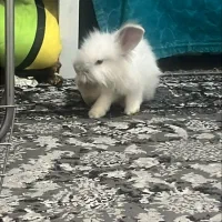 خرگوش زیبای سفید|موش و خرگوش|تهران, حسن‌آباد|دیوار