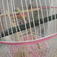 گلبسر|پرنده|مشهد, محمدآباد|دیوار