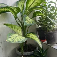 گلهای سالم و سرحال