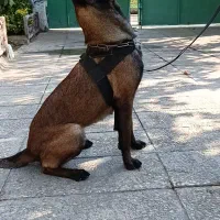 سک مالینویز توله مالینویز بلژیکی اصیل