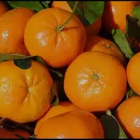 خرید باغ پرتقال و نارنگی مرکبات