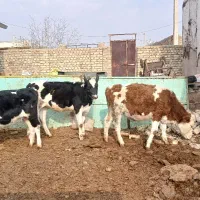 ۳راس گوساله ماده ۲راس سمینتال ۱راس هلشتاین جنس|حیوانات مزرعه|تاکستان, |دیوار