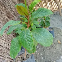 نهال درخت گارومزنگی (( لوزر ))