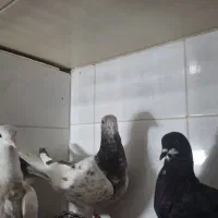 کبوتر سرور.طوقی وشهری سرخ گل دار نر ویال سیا