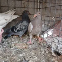 قوره ای و دم سفید و المانی (کفتر)|پرنده|بیرجند, |دیوار