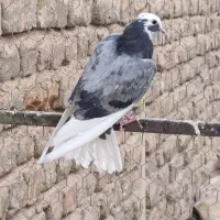 جوجه پرشی|پرنده|قم, علی آباد سعدگان|دیوار