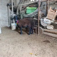 شیشک ابس ب شرط سنومیدم آخر جنس