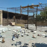 ی دسته کفتر رنگی و شهرستانی ،تعداد 38تایی