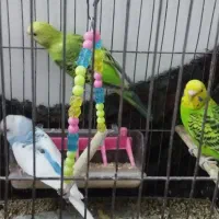 مرغ عشق|پرنده|خاوران, |دیوار