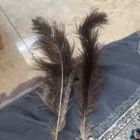 شاه پر|صنایع دستی و سایر لوازم تزئینی|ملارد, |دیوار