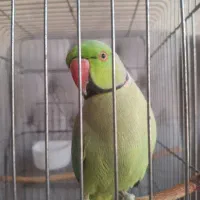 طوطی ملنگو نر