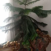 کاج مطبق